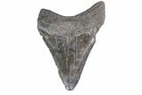 Fossil Megalodon Tooth - Georgia #151538-1